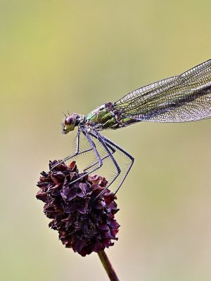 dragonfly-5551274_1280