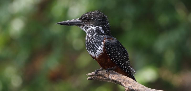 giant-kingfisher-5623347_1280