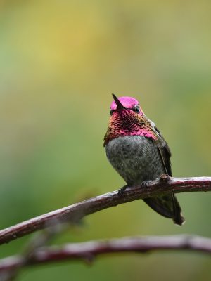 hummingbird-5670407_1280